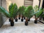 Decorate Your Home with Stylish Mini Palm plants| 60cm