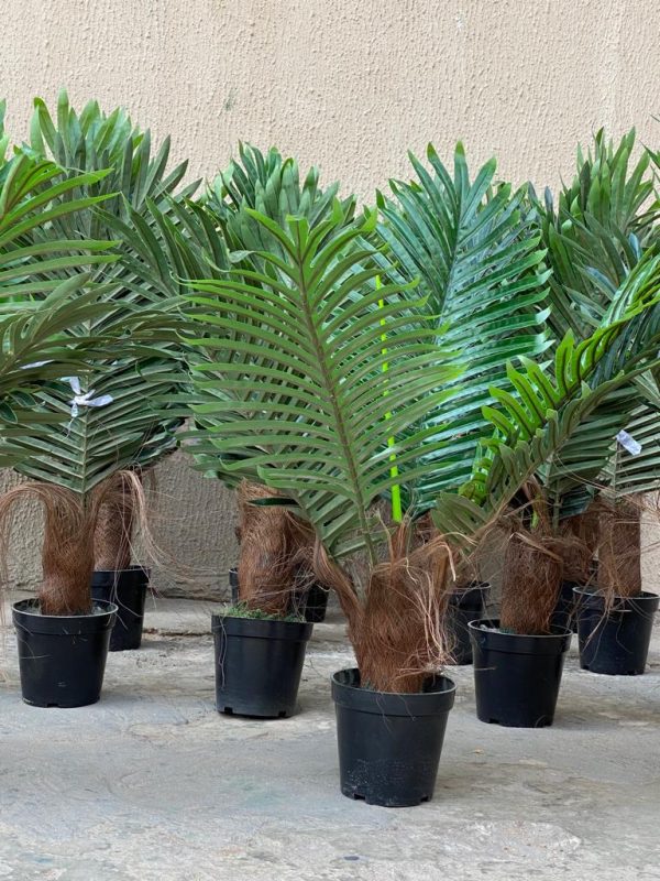 Decorate Your Home with Stylish Mini Palm plants| 60cm