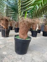 Decorate Your Home with Stylish Mini Palm plants| 60cm