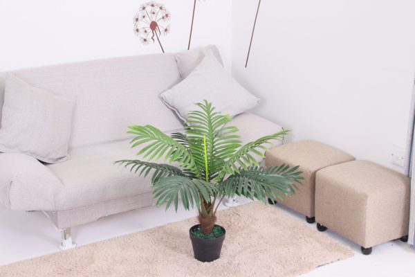 Decorate Your Home with Stylish Mini Palm plants| 60cm