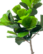 ARTIFICIAL FIDDLE LEAF PLANTS FOR INDOOR/OUTDOOR DESIGN