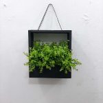 wall hanging Plant
