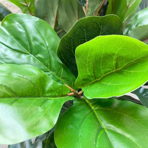 ARTIFICIAL FIDDLE LEAF PLANTS FOR INDOOR/OUTDOOR DESIGN