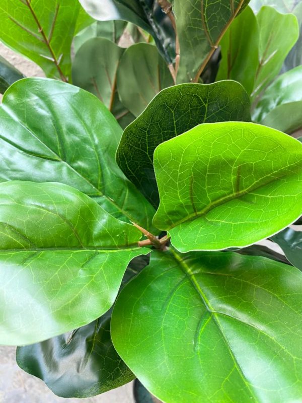 ARTIFICIAL FIDDLE LEAF PLANTS FOR INDOOR/OUTDOOR DESIGN