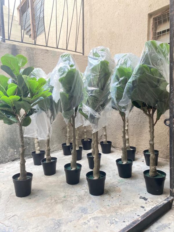 ARTIFICIAL FIDDLE LEAF PLANTS FOR INDOOR/OUTDOOR DESIGN