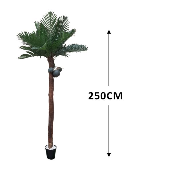 coconut Plants
