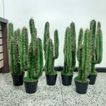 ARTIFICIAL CACTUS PLANT | WHOLESALE OF FAKE PLANTS |ORDER NOW