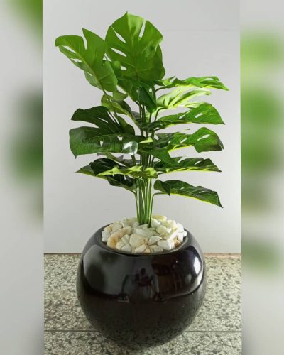 Monstera Mini Potted Plants