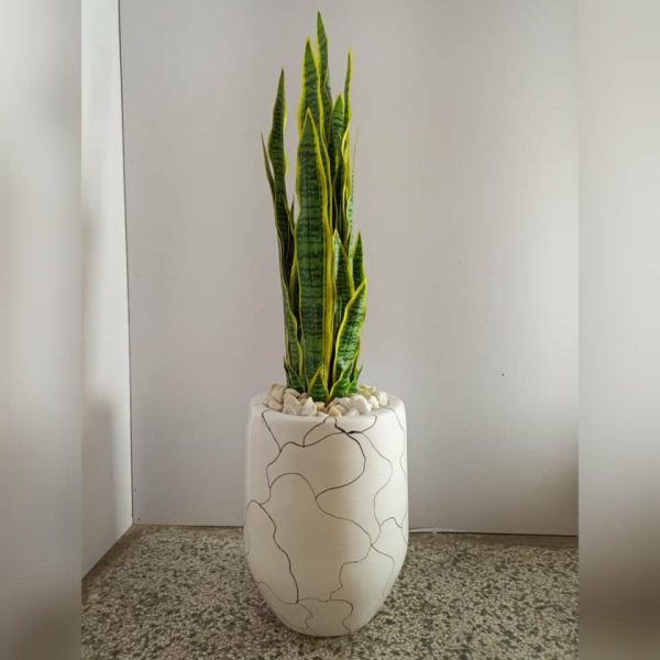 Snake Plants