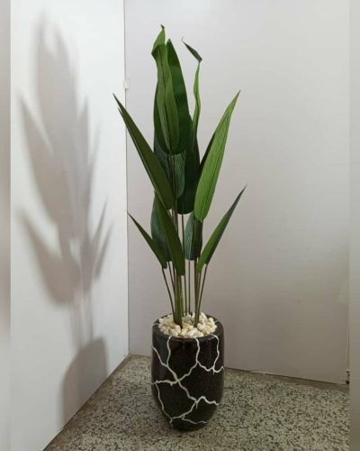 Banana Plant with Pot