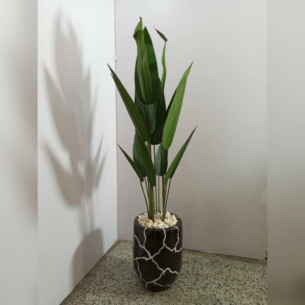 Banana Plant with Pot