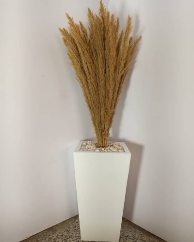 Pampas Potted Plants