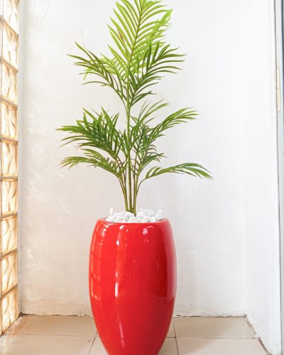 Potted Single Palm Plant With Red Fiberglass Pot - Height 150cm
