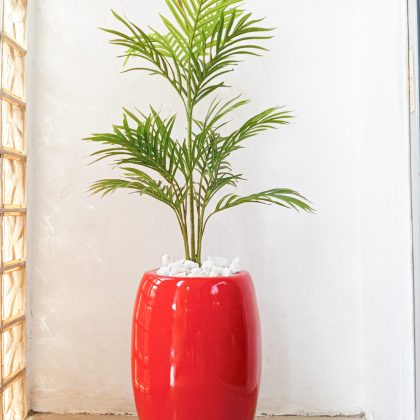 Potted Single Palm Plant With Red Fiberglass Pot - Height 150cm