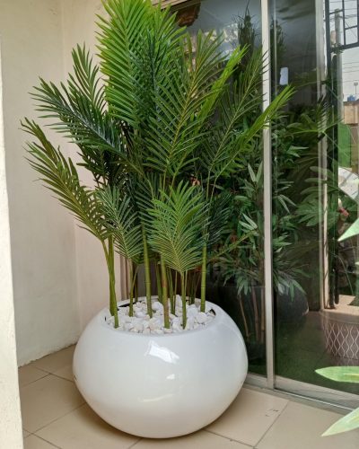 Twelve Stem Palm Plants Potted In White Fiberglass Pot