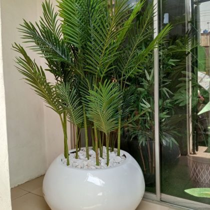 Twelve Stem Palm Plants Potted In White Fiberglass Pot
