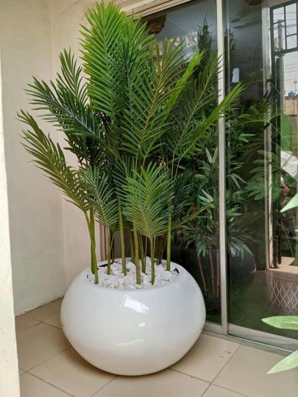 Twelve Stem Palm Plants Potted In White Fiberglass Pot