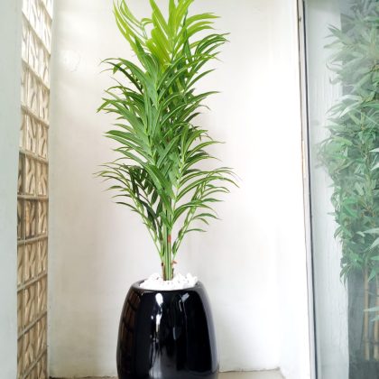 Artificial Potted Kentia Palm Plant With A Fiberglass Pot