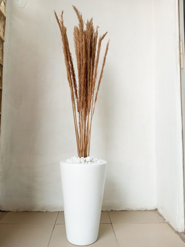 Potted Pampas Grass Potted With Fiberglass pots - Height 145cm