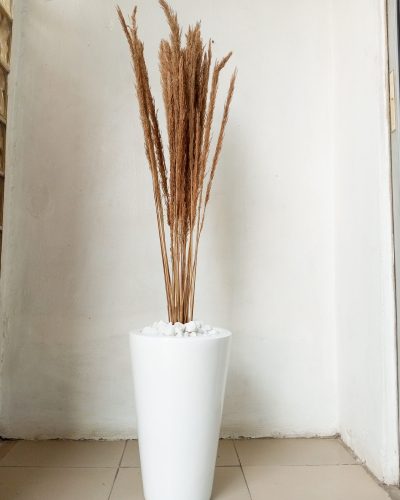 Potted Pampas Grass Potted With Fiberglass pots - Height 145cm