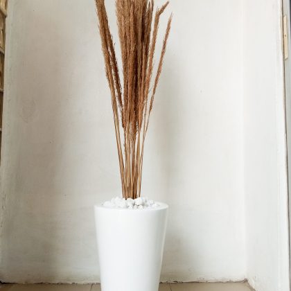 Potted Pampas Grass Potted With Fiberglass pots - Height 145cm