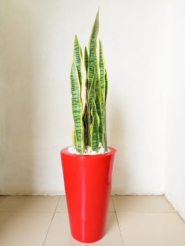 Artificial Snake Plant Potted In A Red Cone Fiberglass Planter - 115cm Height