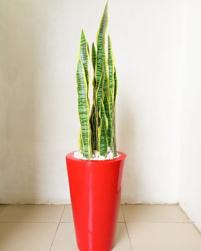 Artificial Snake Plant Potted In A Red Cone Fiberglass Planter - 115cm Height