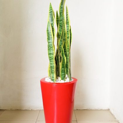 Artificial Snake Plant Potted In A Red Cone Fiberglass Planter - 115cm Height