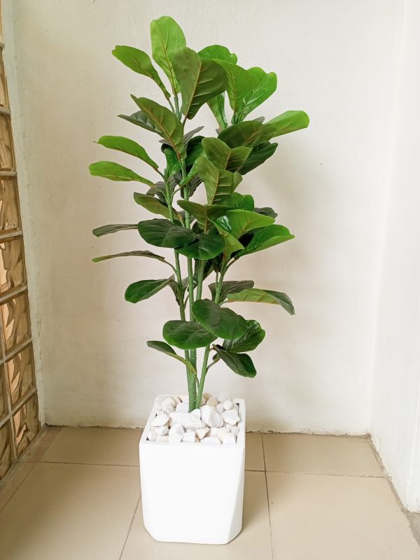 135cm Fiddle Leafs Potted With A Fiberglass Pot