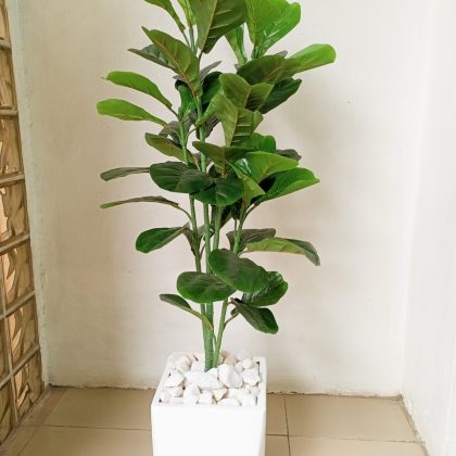 135cm Fiddle Leafs Potted With A Fiberglass Pot