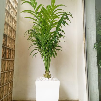 Artificial Kentia Palm Plant Potted With A Fiberglass Vase - 185cm Height