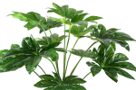 ARTIFICIAL JAPANESE FATSIA PLANTS | PLANTS SALES | ORDER NOW