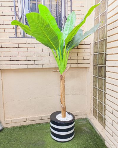banana plant in 30cm cylinder fiberglass vase