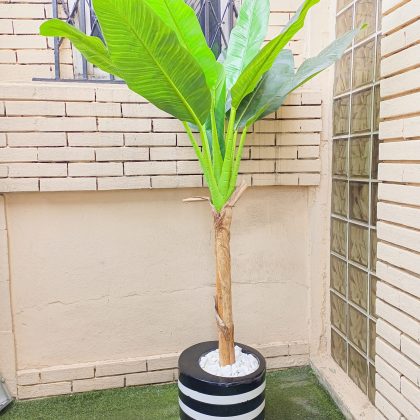 banana plant in 30cm cylinder fiberglass vase