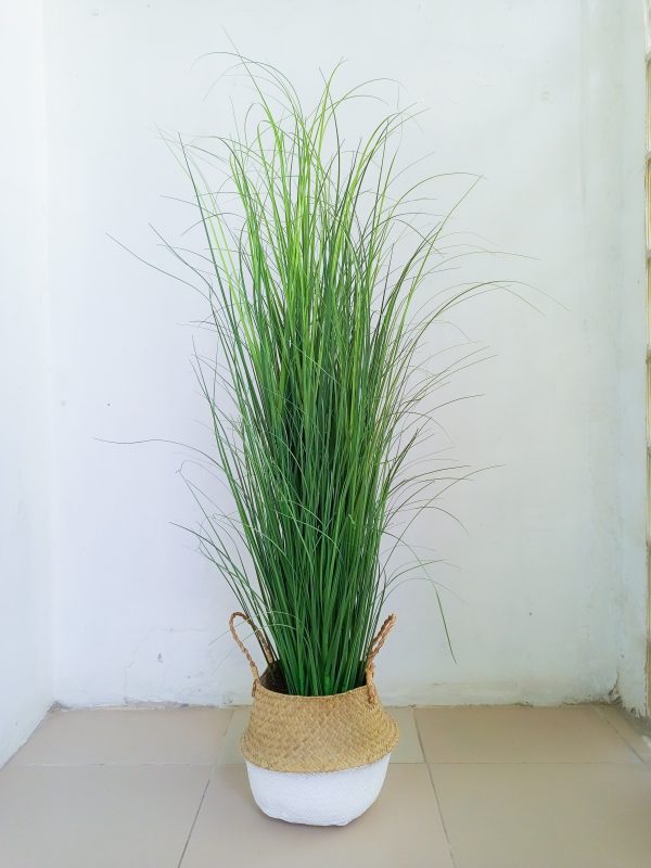 Reed Grass Plant In Wicker Basket Vase