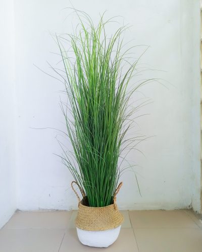 Reed Grass Plant In Wicker Basket Vase