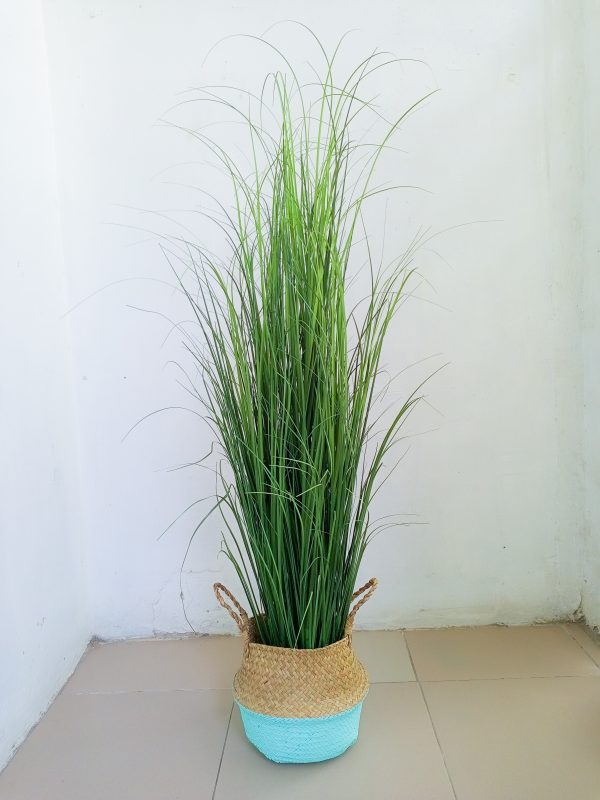 Reed Grass Plant In Wicker Basket Vase