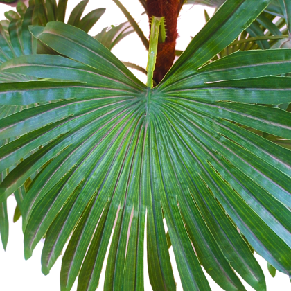 FAN PALM FAKE PLANT | ALTERNATIVE TO NATURAL FLOWER PLANT