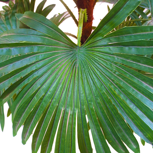 FAN PALM FAKE PLANT | ALTERNATIVE TO NATURAL FLOWER PLANT