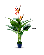 BIRDS OF PARADISE PLANTS | BEST INTERIOR FLOWER PLANTS