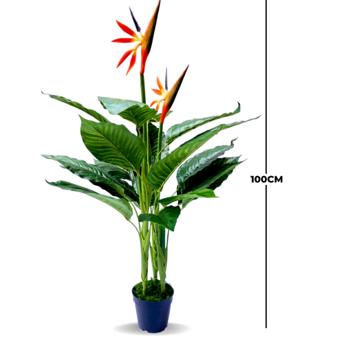 BIRDS OF PARADISE PLANTS | BEST INTERIOR FLOWER PLANTS