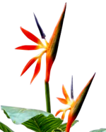 BIRDS OF PARADISE PLANTS | BEST INTERIOR FLOWER PLANTS