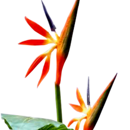 BIRDS OF PARADISE PLANTS | BEST INTERIOR FLOWER PLANTS