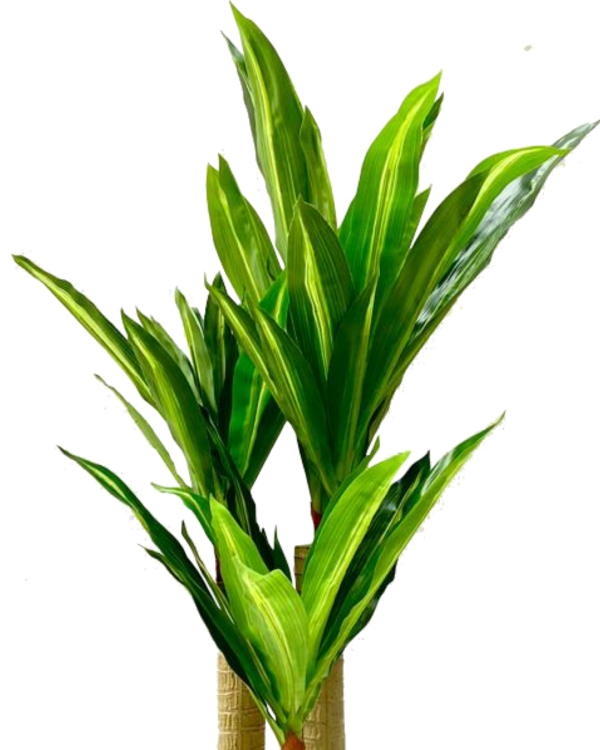 FAKE DRACAENA PLANTS - PLANTS FOR COMMERCIAL SPACES