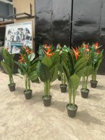 BIRDS OF PARADISE PLANTS | BEST INTERIOR FLOWER PLANTS