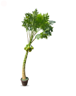 Artificial Papaya Tree For Outdoor Décor