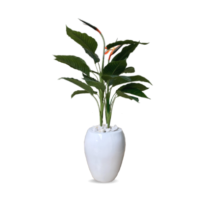 Paradise Bird Flower Plant Placed Potted With Apple Fiberglass Pot - Height: 130cm