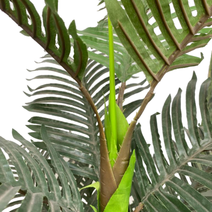 SYNTHETIC PALM PLANTS | BULK SLAES - DELIVERY NATIONWIDE