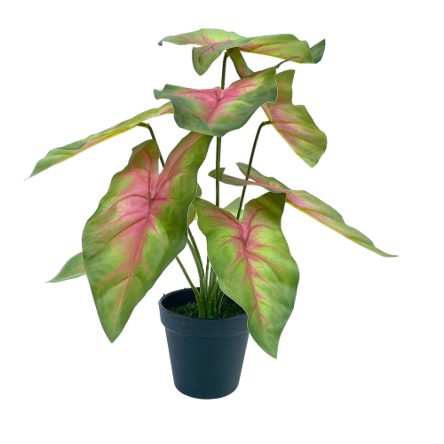 TABLETOP FAKE PLANTS | CALADIUM PLANS | "ORDER NOW"