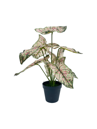 TABLETOP FAKE PLANTS | CALADIUM PLANS | "ORDER NOW"